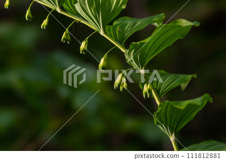 Polygonatum multiflorum, the Solomon's seal, David's harp, ladder-to-heaven or Eurasian Solomon's seal, is a species of flowering plant in the family Asparagaceae 111812881