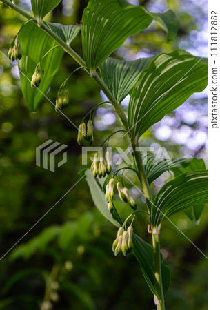 Polygonatum multiflorum, the Solomon's seal, David's harp, ladder-to-heaven or Eurasian Solomon's seal, is a species of flowering plant in the family Asparagaceae 111812882