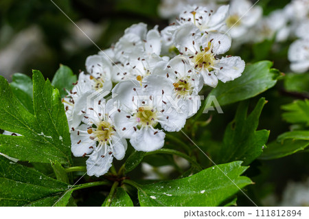 Close-up of a branch of midland hawthorn or crataegus laevigata with a blurred background photographed in the garden of herbs and medicinal plants Close-up of a branch of midland hawthorn or crataegus laevigata with a blurred background photographed in the garden of herbs and medicinal plants 111812894