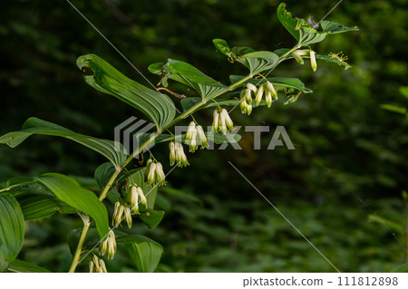 Polygonatum multiflorum, the Solomon's seal, David's harp, ladder-to-heaven or Eurasian Solomon's seal, is a species of flowering plant in the family Asparagaceae 111812898