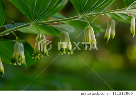 Polygonatum multiflorum, the Solomon's seal, David's harp, ladder-to-heaven or Eurasian Solomon's seal, is a species of flowering plant in the family Asparagaceae 111812900