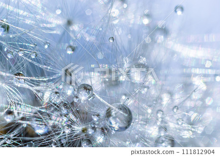 Water droplets on a Dandelion flower macro close-up morning sunshine with bokeh lights. Dandelion seed with reflection Water droplets on a Dandelion flower macro close-up morning sunshine with bokeh lights. Dandelion seed with reflection 111812904