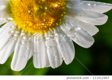 Garden daisies Leucanthemum vulgare close up. Flowering of daisies. Oxeye daisy, Daisies, Dox-eye, Common daisy, Moon daisy. Macro Chamomile or camomile flower with drops of water on the white petals 111812907