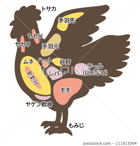 Illustration of chicken parts 111813004