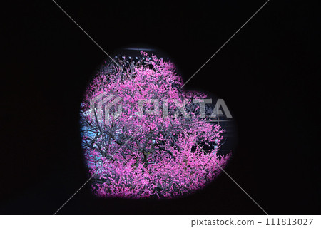 plum heart plum heart 111813027