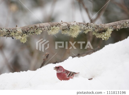 Omasiko 和猴子岡瀨 Omasiko 和猴子岡瀨 111813196