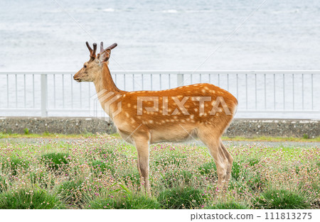 生活在北海道的野生梅花鹿（夏毛） 111813275