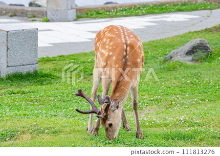 A front view of a wild Ezo deer (summer wool) that lives in Hokkaido eating grass. A front view of a wild Ezo deer (summer wool) that lives in Hokkaido eating grass. 111813276