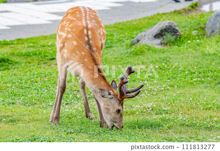 A front view of a wild Ezo deer (summer wool) that lives in Hokkaido eating grass. A front view of a wild Ezo deer (summer wool) that lives in Hokkaido eating grass. 111813277