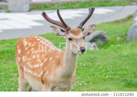 Wild sika deer (summer coat) living in Hokkaido 111813280