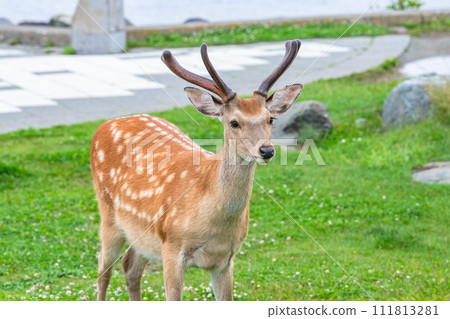 生活在北海道的野生梅花鹿（夏毛） 111813281