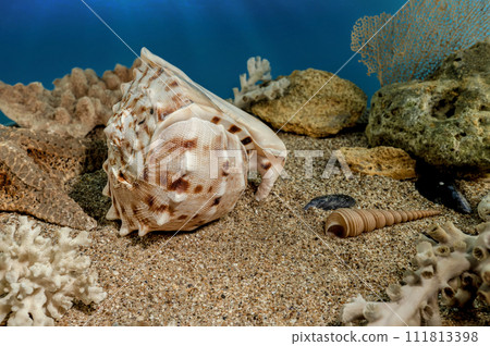 Cassis Cornuta Shell on the sand underwater Cassis Cornuta Shell on the sand underwater 111813398