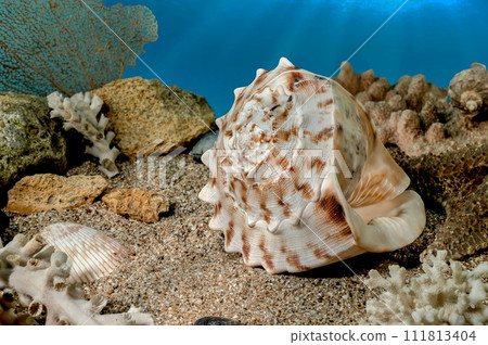 Cassis Cornuta Shell on the sand underwater 111813404