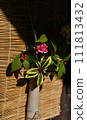 花 111813432