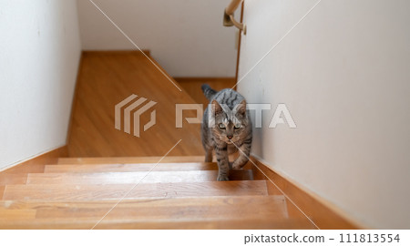 爬樓梯的貓 Sabatra 貓 爬樓梯的貓 Sabatra 貓 111813554