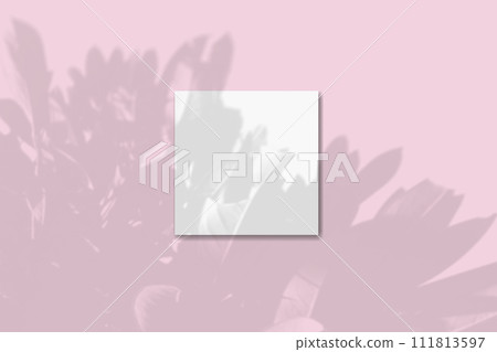 Natural light casts shadows from the tropical tree one square sheets of white textured paper lying on an pink textured background. Mockup 111813597