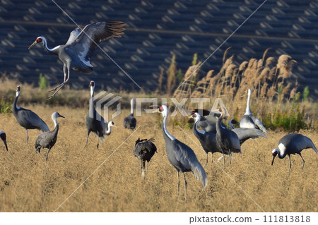 Crane of the flood Crane of the flood 111813818