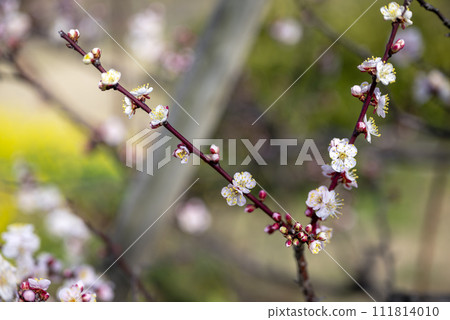 Bungo Bungo white plum plum grove plum image [Kanagawa Prefecture] 111814010
