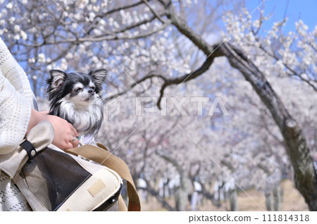 一隻年輕的吉娃娃和一名女子在購物袋中散步 一隻年輕的吉娃娃和一名女子在購物袋中散步 111814318