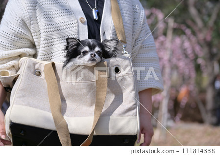 A young Chihuahua and a woman take a walk in a carrier bag 111814338