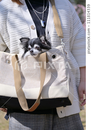 A young Chihuahua and a woman take a walk in a carrier bag 111814339
