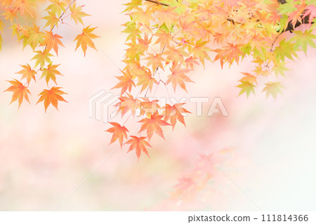 秋天的樹葉看起來像粉彩畫 111814366