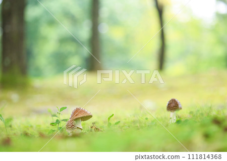 mushrooms in the forest 111814368