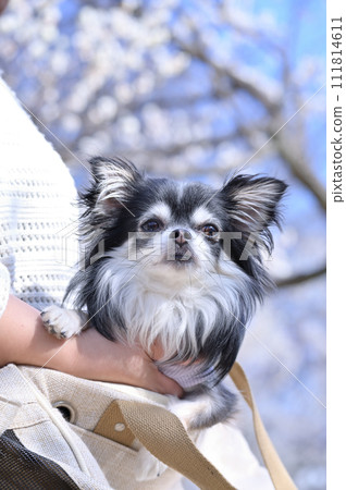 A young Chihuahua and a woman take a walk in a carrier bag 111814611