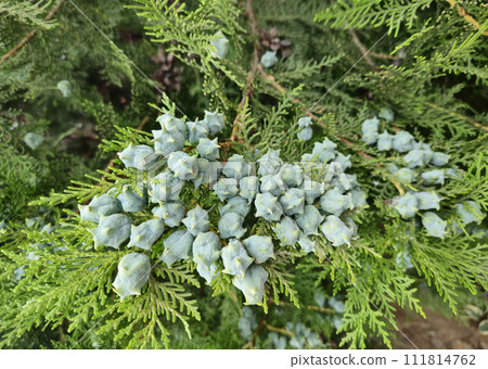 Thuja branches with young fruits Thuja branches with young fruits 111814762