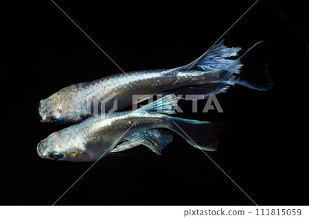 白龍真長鰭（改良青鱂） 111815059