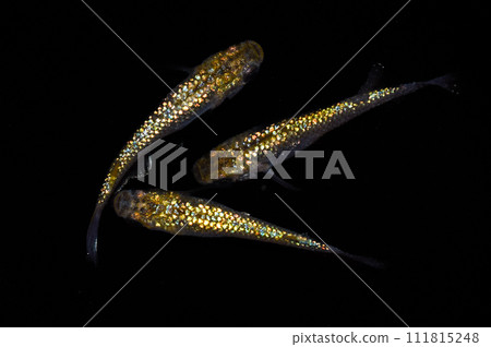 Secret heiki (improved medaka) 111815248