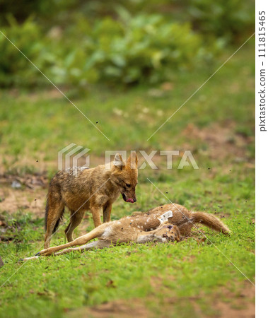 Indian golden jackal or Canis aureus indicus with spotted deer or chital kill in natural green background at bandhavgarh national park forest tiger reserve madhya pradesh india asia Indian golden jackal or Canis aureus indicus with spotted deer or chital kill in natural green background at bandhavgarh national park forest tiger reserve madhya pradesh india asia 111815465