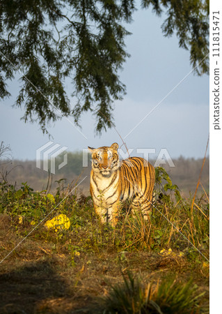 wild indian female tiger or tigress panthera tigris on territory stroll head on staring with angry face in winter morning safari at dhikala jim corbett national park forest reserve uttarakhand india 111815471