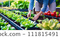 In a garden bed with other plants in the background, a person is collecting some vegetables. 111815491
