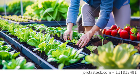 In a garden bed with other plants in the background, a person is collecting some vegetables. In a garden bed with other plants in the background, a person is collecting some vegetables. 111815491