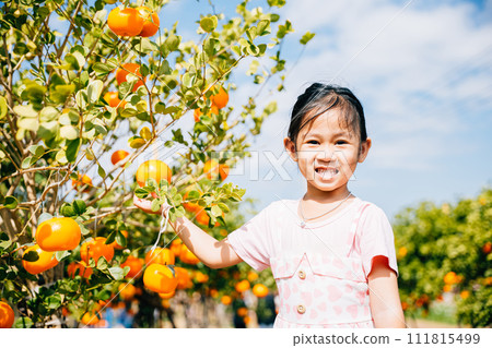 A cheerful child in Italy's sunny orange tree garden picks ripe oranges. Her joyful portrait captures the joy of fruit picking emphasizing the beauty of nature's bountiful harvest. A cheerful child in Italy's sunny orange tree garden picks ripe oranges. Her joyful portrait captures the joy of fruit picking emphasizing the beauty of nature's bountiful harvest. 111815499