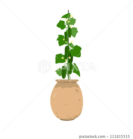 Cucumber plant with vegetables in stylish old clay flowerpot. Potted onion growing at home, isolated vector illustration 111815515