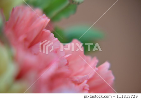 淡橙色康乃馨的特寫 111815729