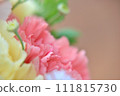 淡橙色和黃色康乃馨的特寫 111815730