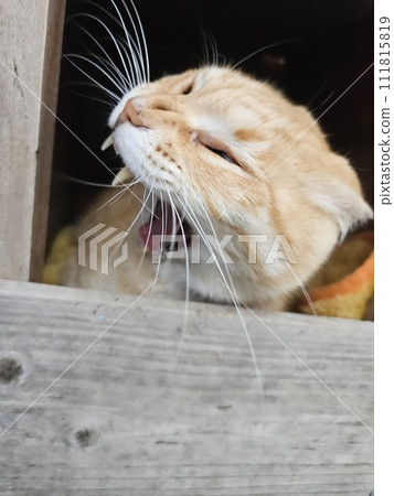 Brown tabby cat big yawn cat's kiba 111815819