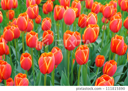 Orange tulips Verandi blooning in spring garden, park, flower background Orange tulips Verandi blooning in spring garden, park, flower background 111815890