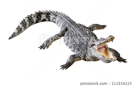 Crocodile opens its mouth isolated 111816225