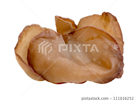 ear mushroom or Jew's ear isolated ear mushroom or Jew's ear isolated 111816252