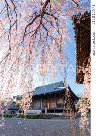 Border cherry blossoms at Dogenji 111816571