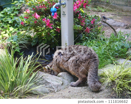 Tsushima leopard cat Tsushima Tsushima leopard cat Tsushima 111816682