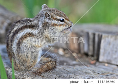 花栗鼠的特寫 埼玉縣埼玉市(市民森林、見沼綠色中心、松鼠之家) 花栗鼠的特寫 埼玉縣埼玉市(市民森林、見沼綠色中心、松鼠之家) 111816860