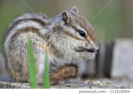 A close-up of a chipmunk eating nuts. Saitama City, Saitama Prefecture (Citizens' Forest, Minuma Green Center, Squirrel House) A close-up of a chipmunk eating nuts. Saitama City, Saitama Prefecture (Citizens' Forest, Minuma Green Center, Squirrel House) 111816864