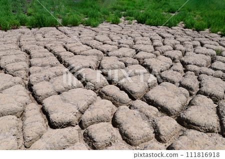 Dried and cracked soil in Gunsan-si, Jeollabuk-do, South Korea Dried and cracked soil in Gunsan-si, Jeollabuk-do, South Korea 111816918