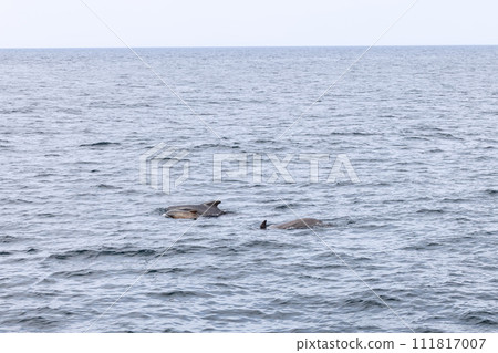 Against cool hues of the North Atlantic, a family of pilot whales near Andenes revels in Lofoten Against cool hues of the North Atlantic, a family of pilot whales near Andenes revels in Lofoten 111817007