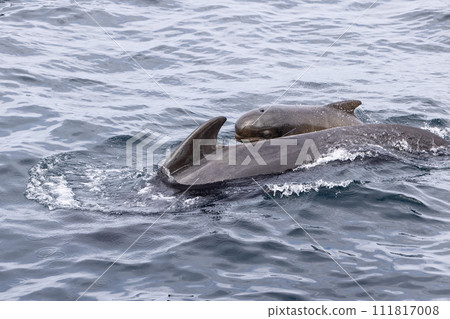 A mother pilot whale and her calf share a tender moment in the rippling waters of Lofoten Islands 111817008